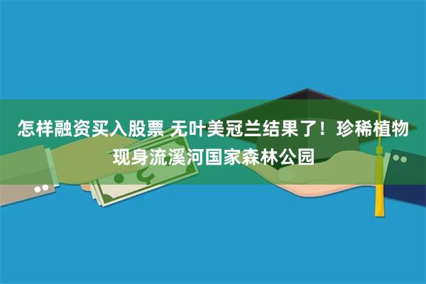 怎样融资买入股票 无叶美冠兰结果了！珍稀植物现身流溪河国家森林公园